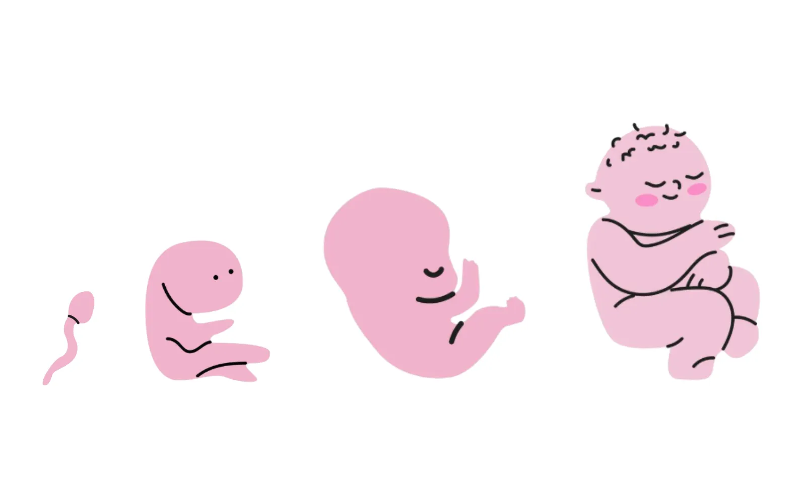 Four drawings of a baby growing, from conception to birth